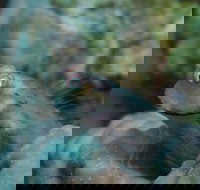 Whale Bommie Dive Site - Accommodation in Brisbane