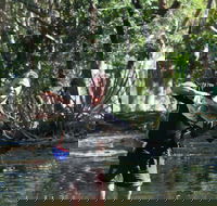 Barra Feeding - Accommodation in Brisbane