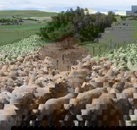 Curringa Farm - Accommodation and Farm Tours - Accommodation in Brisbane