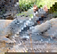 Durong Dingo Sanctuary - Accommodation in Brisbane