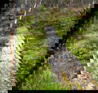 Gloucester Tops circuit - Accommodation in Brisbane