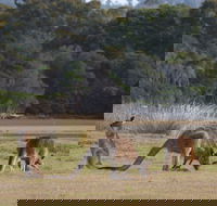 Great Nature Trail - Accommodation in Brisbane