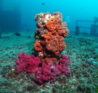 HMAS Brisbane Dive Site - Accommodation in Brisbane