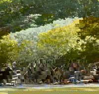 Lone Pine Koala Sanctuary - Accommodation in Brisbane