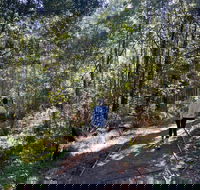 Lyrebird Circuit Walk - Accommodation in Brisbane
