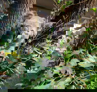 Macadamia Castle - Accommodation in Brisbane