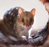 Mulligans Flat Woodland Sanctuary - Accommodation in Brisbane