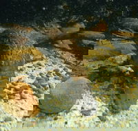 Platypus Pool - Accommodation in Brisbane