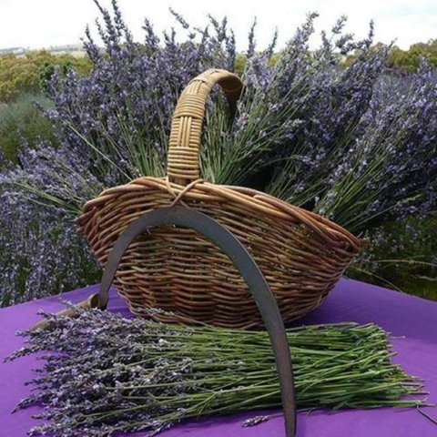 Rustique Lavender Farm - Accommodation in Brisbane 0