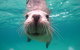 Seal Cove - thumb 0
