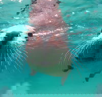 Seal Cove - Accommodation in Brisbane