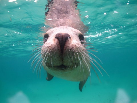 Seal Cove - Accommodation in Brisbane 0