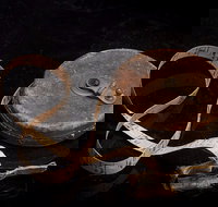 Shellharbour City Museum formerly Tongarra Museum - Accommodation in Brisbane