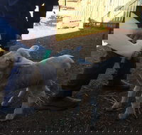 Taralga Wildlife Park - Accommodation in Brisbane