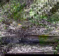 Tea Tree Falls Walking Track - Accommodation in Brisbane