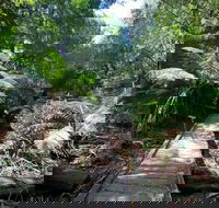 Wirrawilla Rainforest Walk - Accommodation in Brisbane