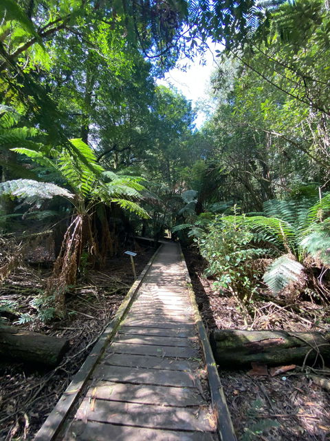 Wirrawilla Rainforest Walk - Accommodation in Brisbane 0