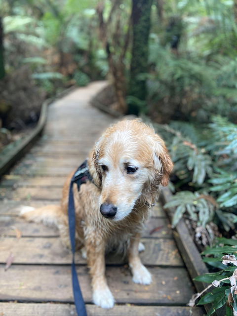 Wirrawilla Rainforest Walk - Accommodation in Brisbane 1