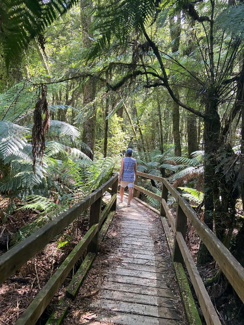 Wirrawilla Rainforest Walk - Accommodation in Brisbane 2