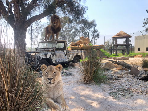 Zambi Wildlife Retreat - Accommodation in Brisbane 0
