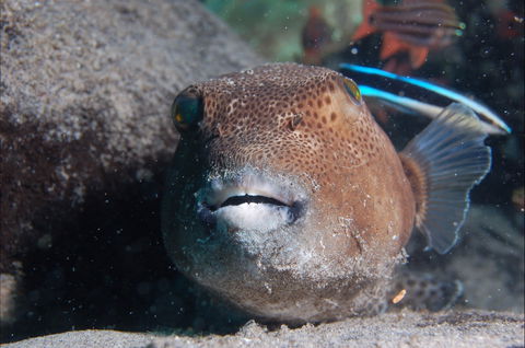 Amity Point Dive Site - Accommodation in Brisbane 0