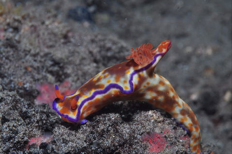 Amity Point Dive Site - Accommodation in Brisbane 1