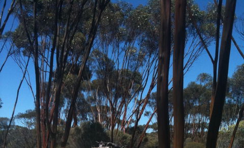Boorabbin National Park - Accommodation in Brisbane 0