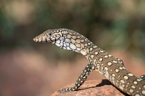 East MacDonnell Ranges - Accommodation in Brisbane 1