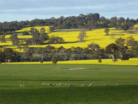 Fini Olives - Accommodation in Brisbane 0