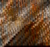 Mulwaree Cave - Accommodation in Brisbane