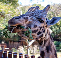 Perth Zoo - Accommodation in Brisbane