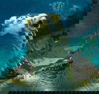 Reef HQ Aquarium - Accommodation in Brisbane