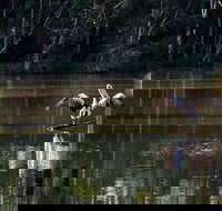 Seaham Swamp Nature Reserve - Accommodation in Brisbane