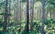 Southern Forests - thumb 0