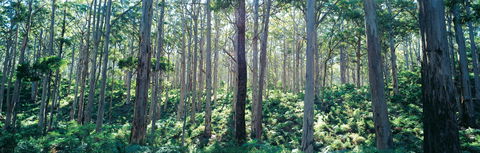Southern Forests - Accommodation in Brisbane 0