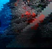 Stepping Stones Dive Site - Accommodation in Brisbane