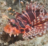 The Seaway Dive Site - Accommodation in Brisbane