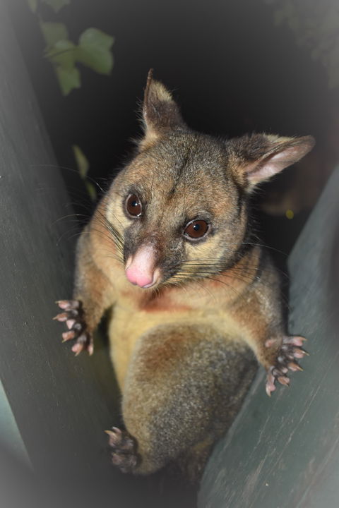 Umpherston Possum Tours - Accommodation in Brisbane 1