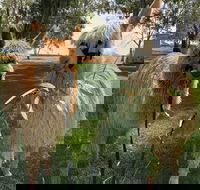 Visit an alpaca farm and get up and personal with these gentle and unique animals - Accommodation in Brisbane