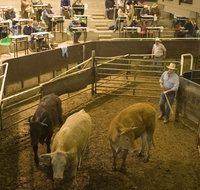 Wagga Wagga Livestock Marketing Centre - Accommodation in Brisbane