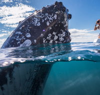 Whale Watching - Accommodation in Brisbane
