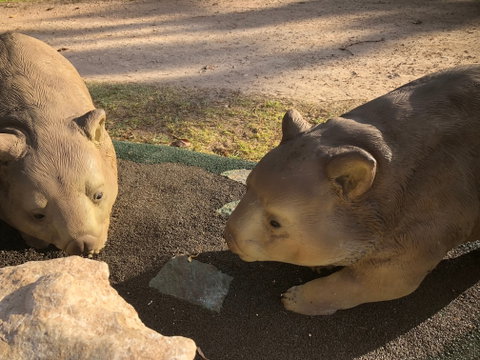 Wombat Statues, Moonta - Accommodation in Brisbane 1