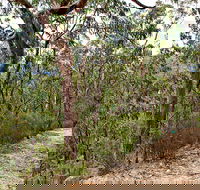 Yango Walking Track - Accommodation in Brisbane