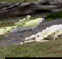 Yarra Valley Nocturnal Zoo - Accommodation in Brisbane