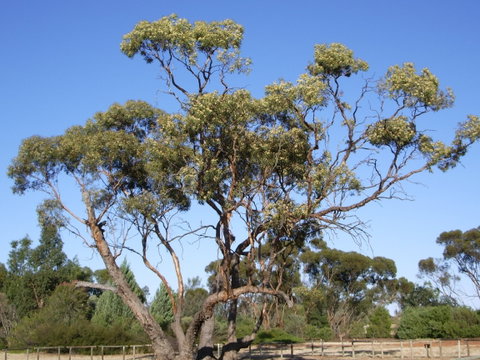 Australian Inland Botanic Gardens - Accommodation in Brisbane 1