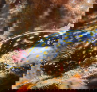 Cochrane Artificial Reef Dive Site - Accommodation in Brisbane