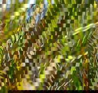 De Kerrilleau picnic area - Accommodation in Brisbane