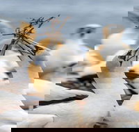 Gannets in Portland - Accommodation in Brisbane