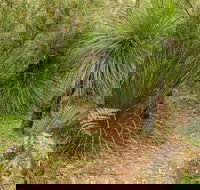 Grass Tree Circuit - Accommodation in Brisbane