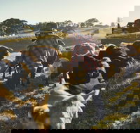 Hinterland Full Day Self Drive Tour - Accommodation in Brisbane